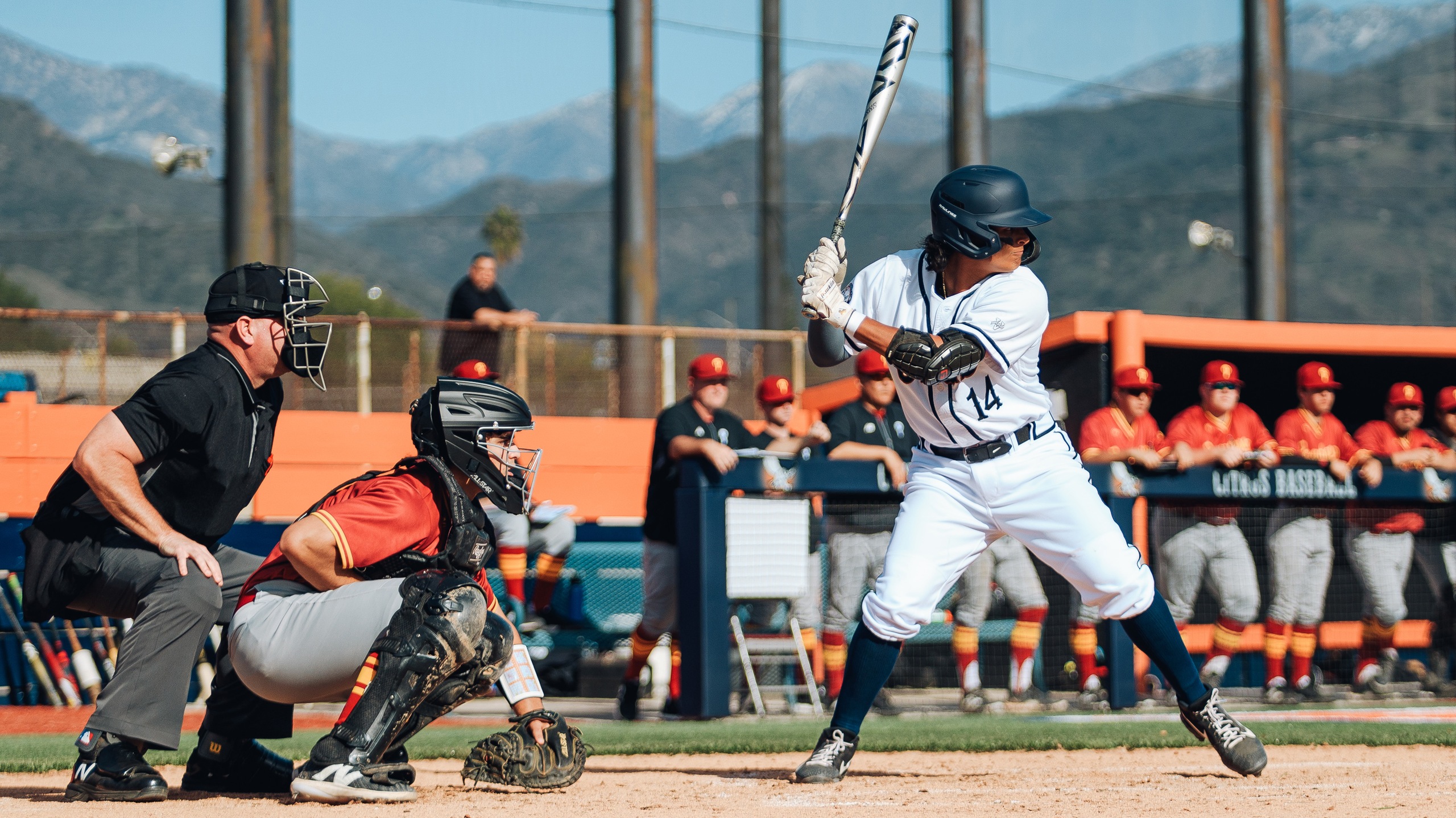 Owls Get Swept by Monarchs